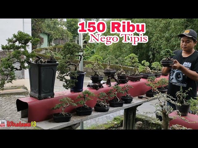 150 RIBU ‼️CEK HARGA BONSAI DIRUMAH MAS HENDRI class=