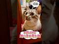 飼い主を忘れてしまった猫【保護猫ジルベール】 #cat #ネコ #保護猫