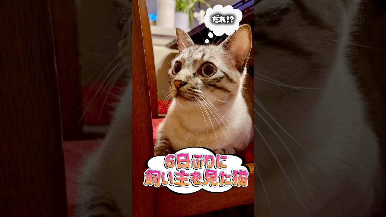 飼い主を忘れてしまった猫【保護猫ジルベール】 #cat #ネコ #保護猫