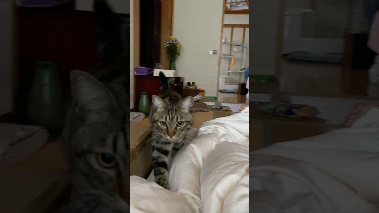 今朝のトラジ。朝5時から爆音で家中徘徊。 #猫 #三毛猫 #朝活 #shorts