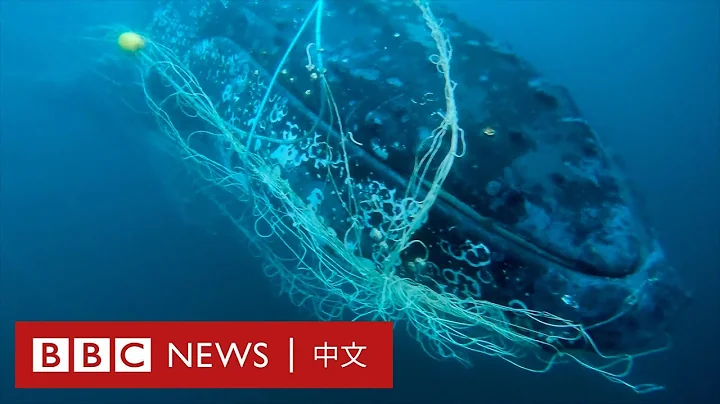 10米長座頭鯨被防鯊網纏住後獲救－ BBC News 中文 - 天天要聞