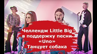 Челлендж Little Big в поддержку песни «Uno»/Танцует собака/ #unovisionchallenge /прикол/