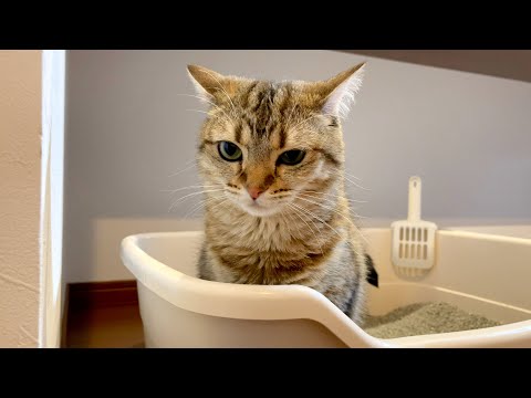 新しい猫砂に変えた結果がこちらになります…泣