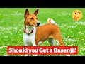 Basenji: Interesting and Shocking Facts, Information and Personality Traits