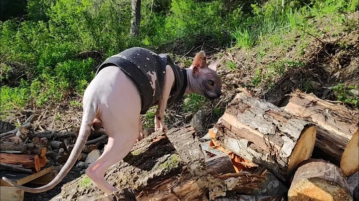 Watch the video about Sphynx Cat RAMSES Happily Walking in Norwegian Village 🌄
