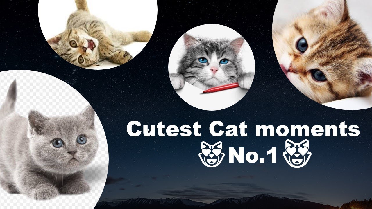 😻 Please Don't Watch ! This Cute CATS Compilation #1😻 