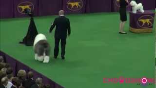 137th Westminster dog show Best In Show BIS.mp4