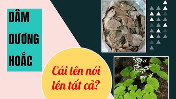 Dâm dương hoắc và những điều cần biết ! Bí mật về thần dược triệu người săn lùng ???