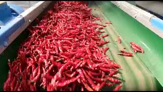 Meyer chilli color sorter