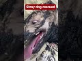 Rescue a dog from molten rubber