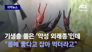 [자막뉴스] 곰팡이균 퍼뜨리는 '미국가재', 올해 벌써 만 마리나… / JTBC News