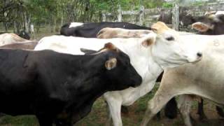 MVI_0612.avi