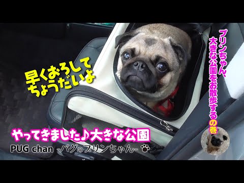 PUG chan パグのプリンちゃん - YouTube