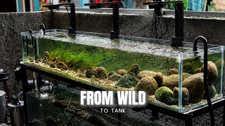 I Traveled 18 Hours to Catch Wild Fish for My Aquarium