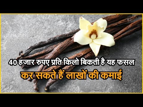 Vanilla Farming || 42 हजार रुपए प्रति किलो बिकती है यह फसल