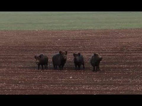 sinyorita Raticová zver na jar / SKA DRONE