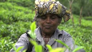 Tea Estate in Sri Lanka: hills of Galle around Morawaka