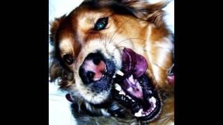 Coma Cinema - Her Sinking Sun Net Worth
