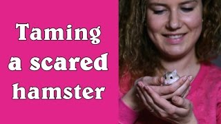 Taming a scared hamster