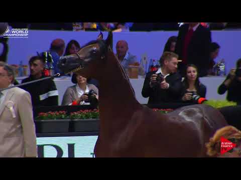 N 81 HATEM ATHBAH Paris 2017 Yearling Colts Class CM4B