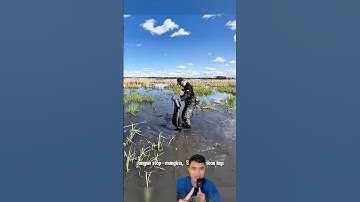 Cá lóc đầu rắn khổng lồ xuất hiện