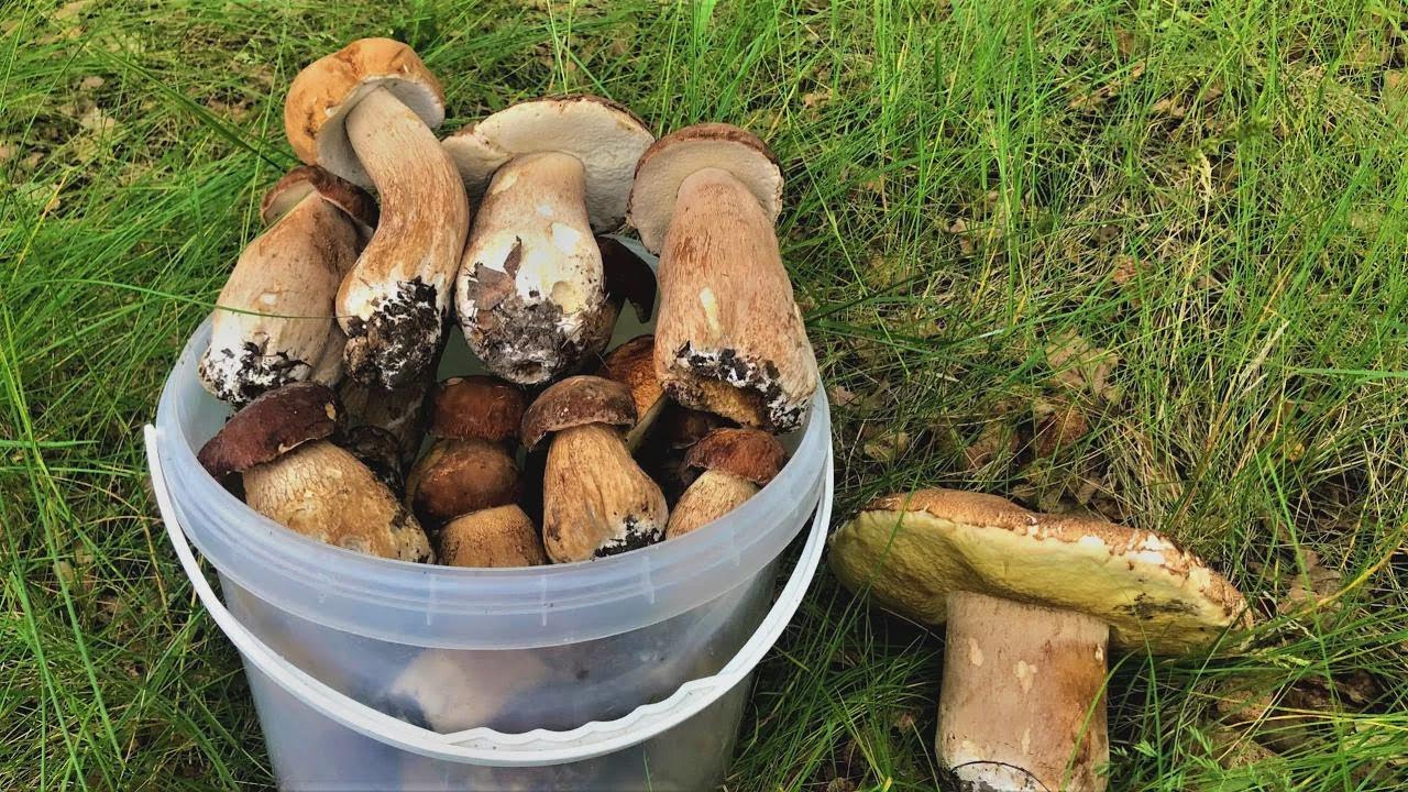 Giant Mushrooms the Size of My Head! Look What I Found by the River!