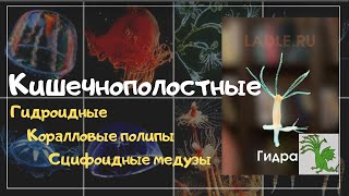 Тип Кишечнополостные. Биология 7 класс. Животные. Классы Сцифоидные медузы, Коралловые полипы, Гидра