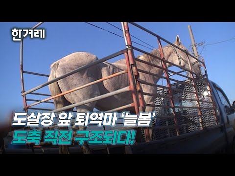 새끼만 낳고 도살장행…미국서 팔려온 경주마 도살 직전 구조