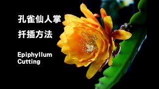 孔雀仙人掌的扦插方法Epiphyllum Cutting 