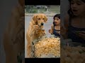 Paani Poori Wala Dogi.