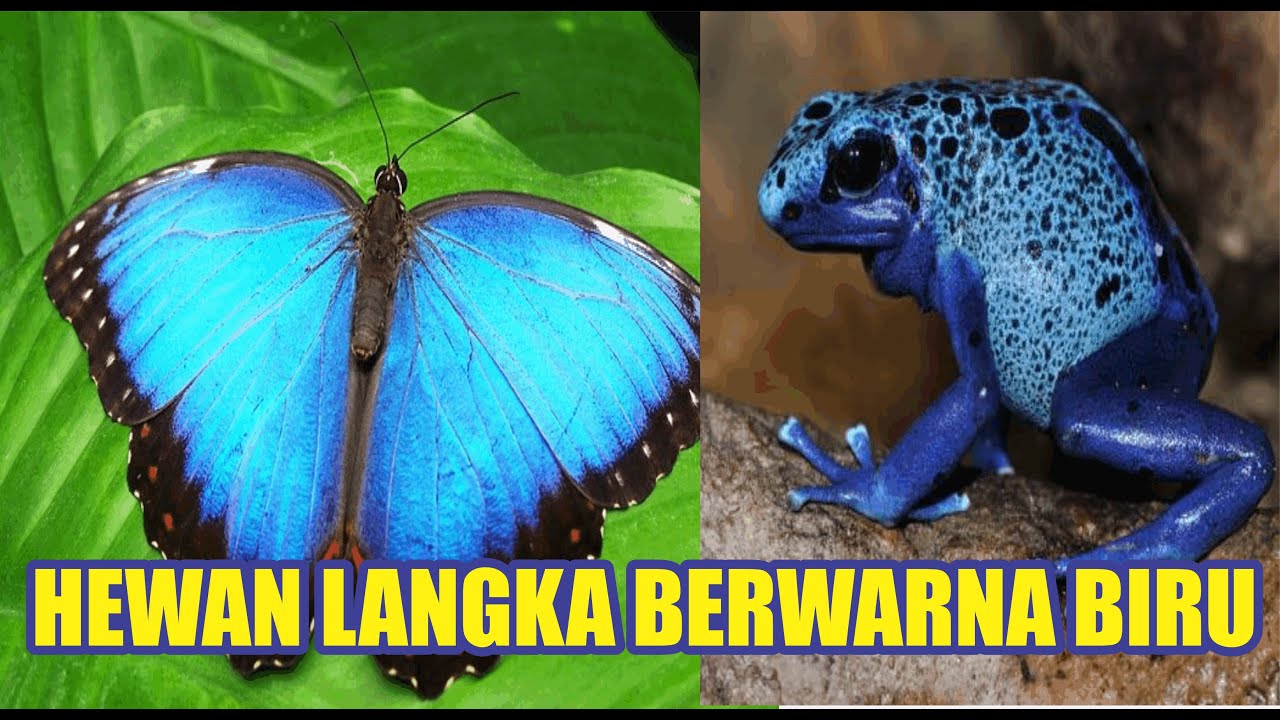  HEWAN  LANGKAH  BERWARNA BIRU YouTube