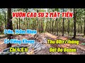 Vườn CAO SU CẠO đều răm rắp. Đất đỏ bazan cây to nhiều mủ. Có sẵn giếng khoan. Cần bán lo công việc.