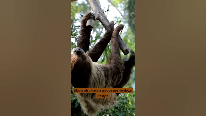 Sloth Short #shorts #sloths #sloth #animals #animalshorts #educational #mammals #wildlifeanimals
