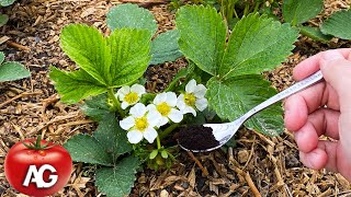 Just half a teaspoon under the strawberries during flowering! The berry is large and sweet