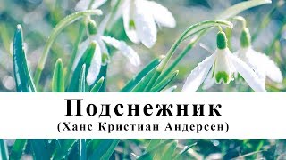 Подснежник (Ханс Кристиан Андерсен) / Аудиосказка