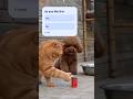 funny animals video clips