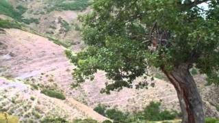 Karer Yaylalarından Bir Demet