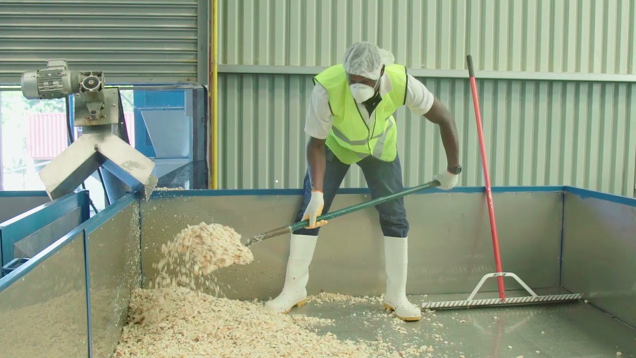 Clayuca Cassava Flour Processing - Jamaica
