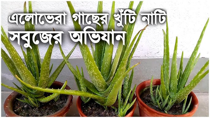 Ayollarning dumba va oyoqlari