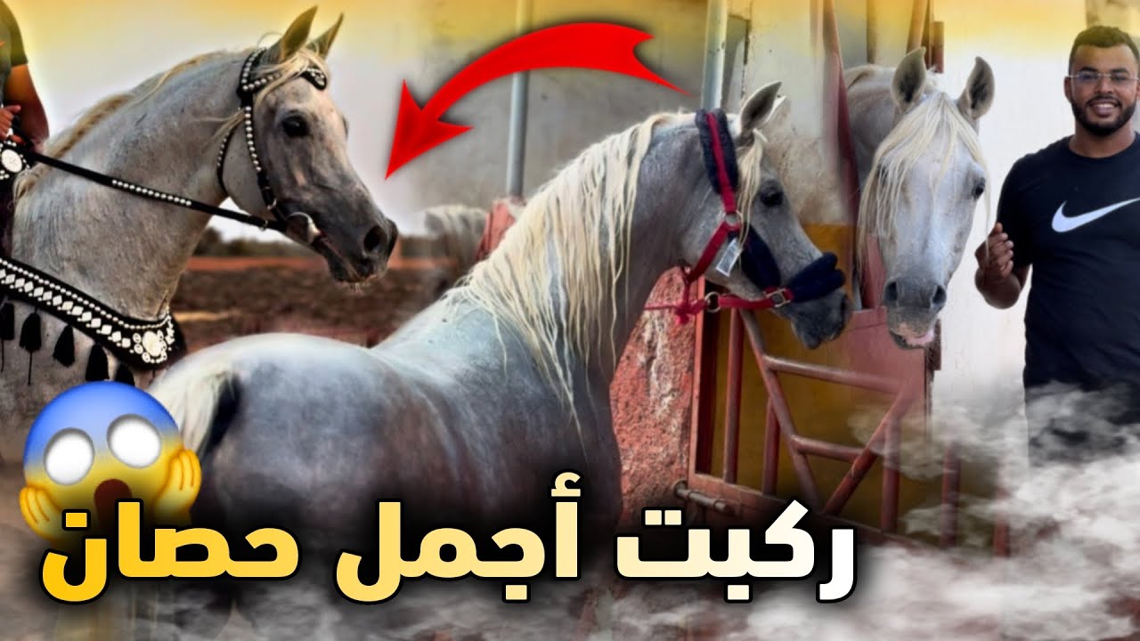 🚨 ركـبـت أجمل حصان عندي (رشدي) عربي أصيل ‼️ ميمكنش شحال صعيب 😱 ….