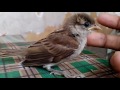 jeddah bird