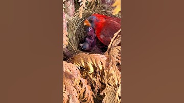 Northern Cardinal Feeding its chicks #birds #birdsavairy #bird #naturelove #naturelover