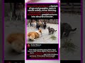 🐕 Corgi vs Cat Army! 😂 #Corgi #CatArmy