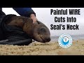 Seal Rescue: the ORIGINAL NET