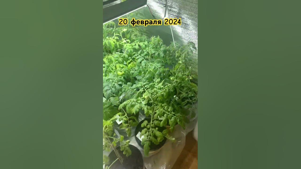 Из маленьких горшочков в большие 👍 - YouTube
