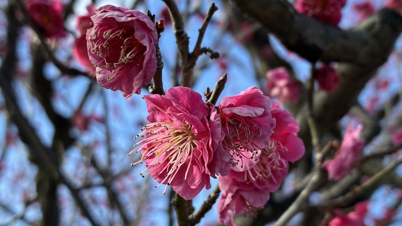 2193◆出没！アド街ック天国天国「梅が丘篇」 #電動車椅子さんぽ #久米宏ラジオなんですけど