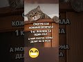 Шок кот #шортс #юмор #смех #прикол #рекомендации #мем #смешно #смешновидео #смешнойшортс #фильм