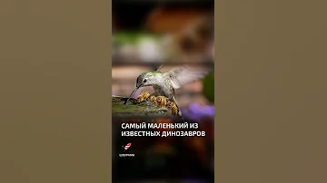 Самый маленький из известных динозавров  - интересные факты о колибри