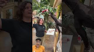 cara memberimakan biawak #crocodile #crocodile #ularkasur #ularbesar #mamcingliar #reptiles #animals