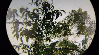 Quick Hunting Punai,, 6 sana 3 lang na kuha natin